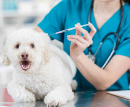 dog vaccinations in Gunpowder