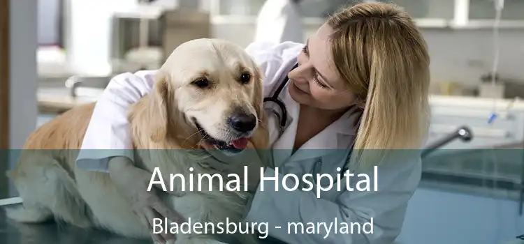 Animal Hospital Bladensburg - maryland