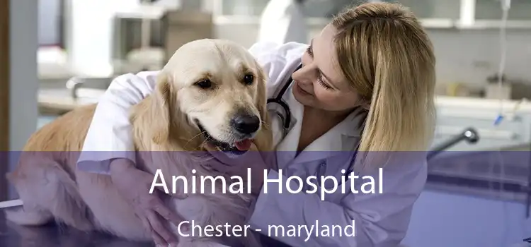 Animal Hospital Chester - maryland