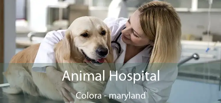 Animal Hospital Colora - maryland