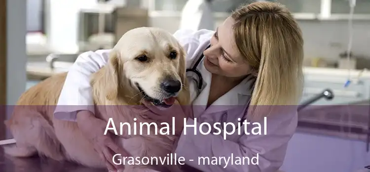 Animal Hospital Grasonville - maryland