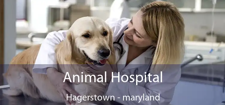 Animal Hospital Hagerstown - maryland