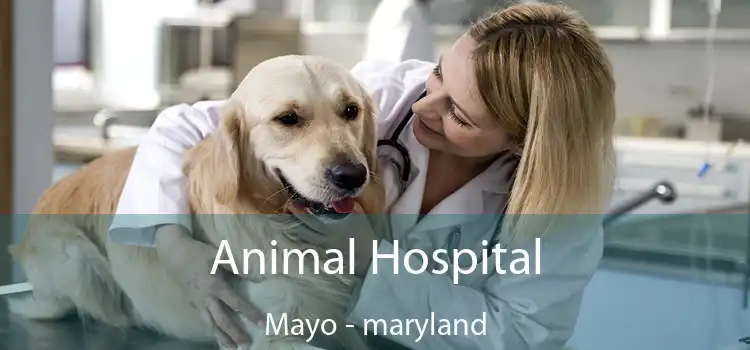 Animal Hospital Mayo - maryland