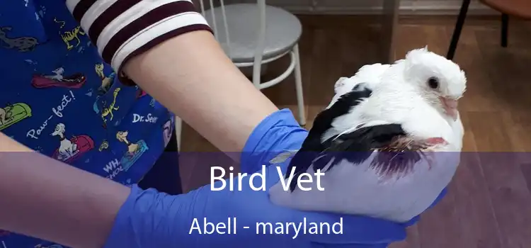 Bird Vet Abell - maryland