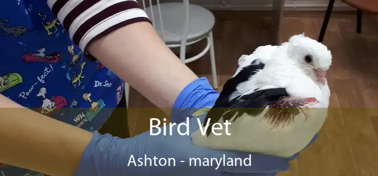 Bird Vet Ashton - maryland