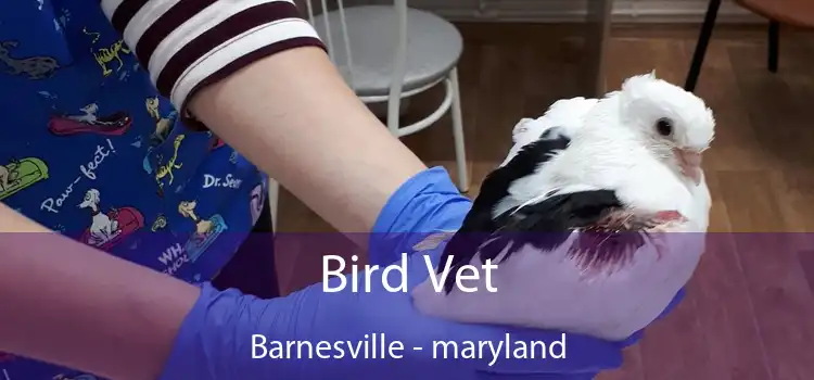 Bird Vet Barnesville - maryland