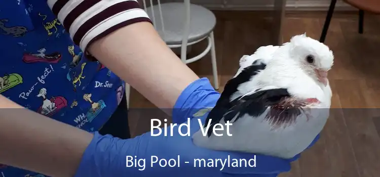 Bird Vet Big Pool - maryland