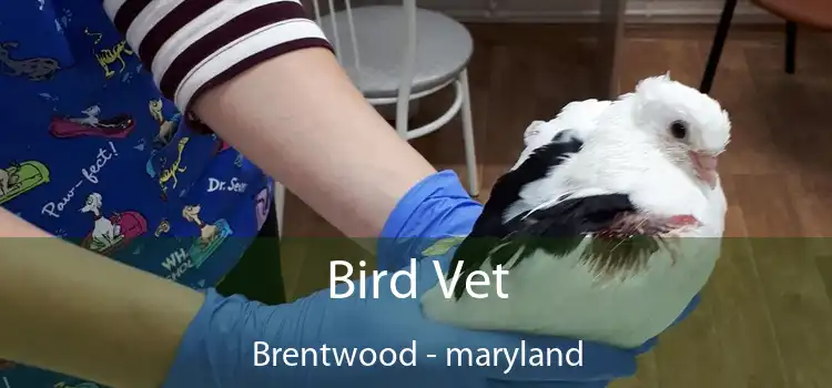 Bird Vet Brentwood - maryland