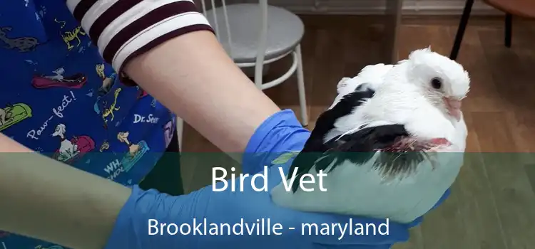 Bird Vet Brooklandville - maryland