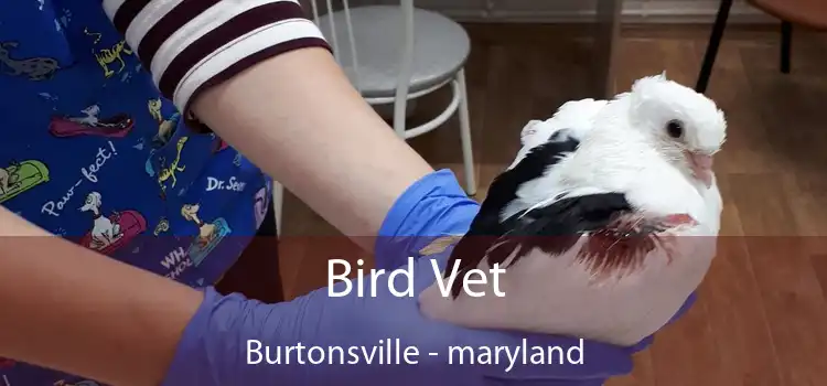 Bird Vet Burtonsville - maryland