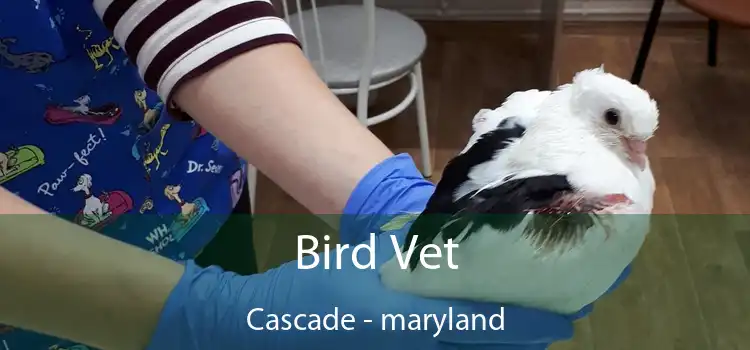 Bird Vet Cascade - maryland