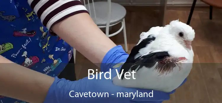 Bird Vet Cavetown - maryland