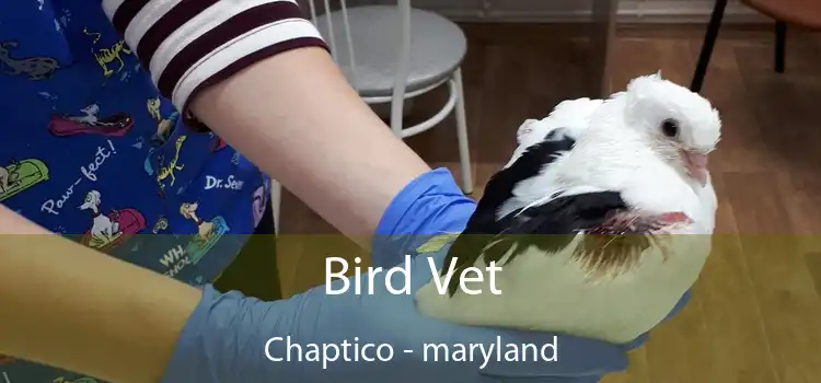 Bird Vet Chaptico - maryland