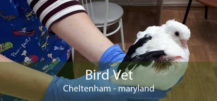 Bird Vet Cheltenham - maryland