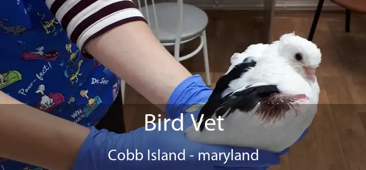 Bird Vet Cobb Island - maryland