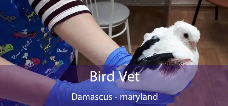 Bird Vet Damascus - maryland