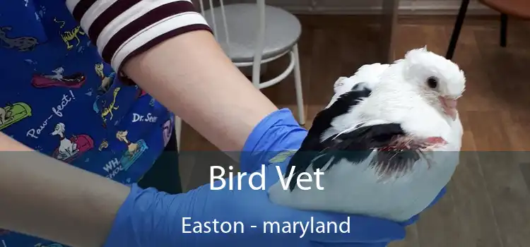 Bird Vet Easton - maryland