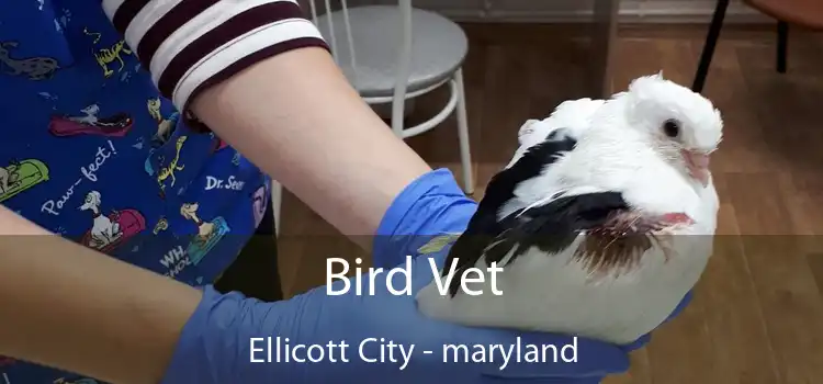 Bird Vet Ellicott City - maryland