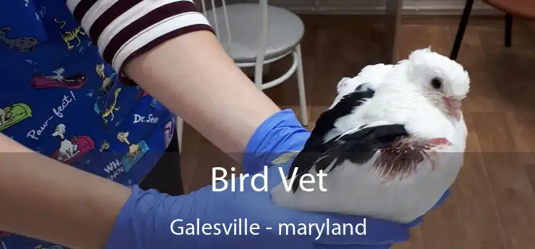 Bird Vet Galesville - maryland