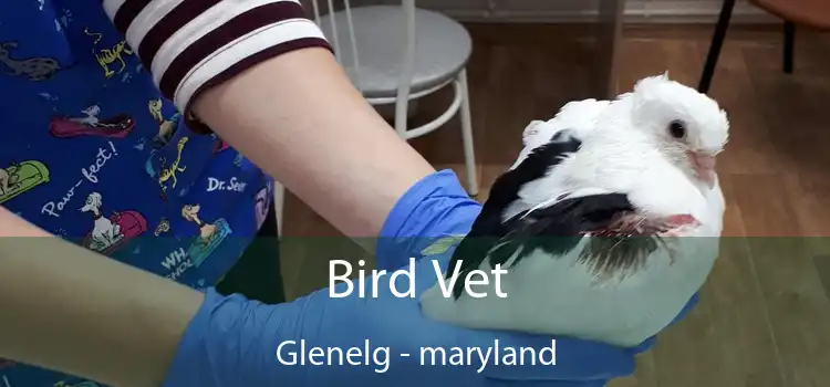 Bird Vet Glenelg - maryland