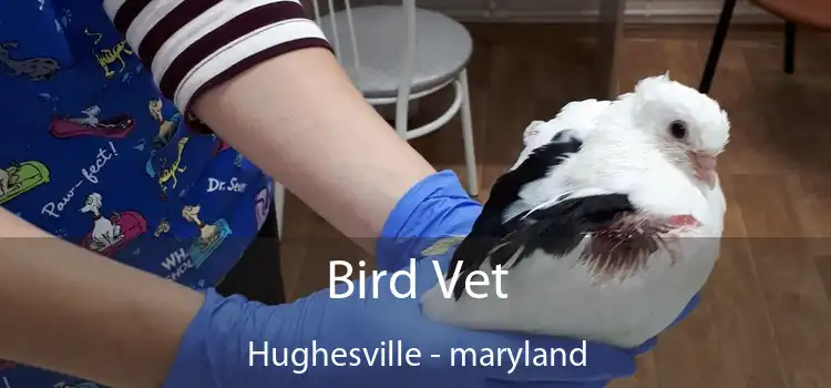 Bird Vet Hughesville - maryland