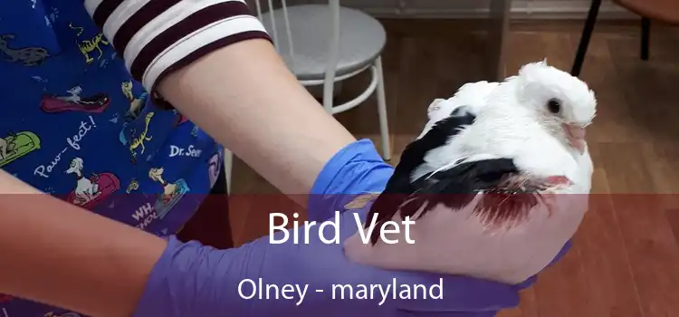 Bird Vet Olney - maryland