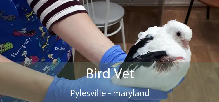 Bird Vet Pylesville - maryland