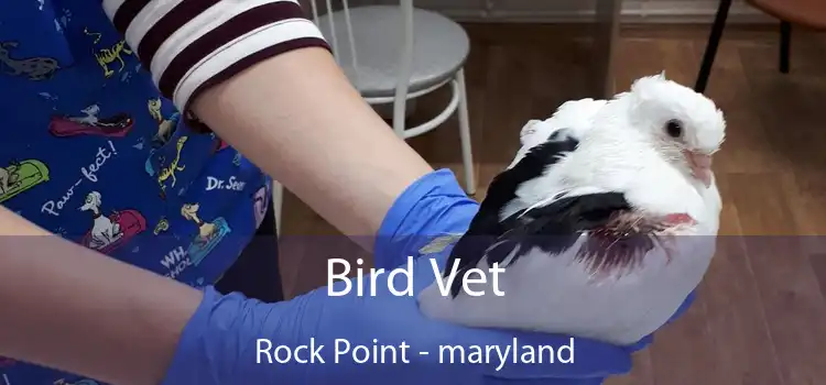 Bird Vet Rock Point - maryland