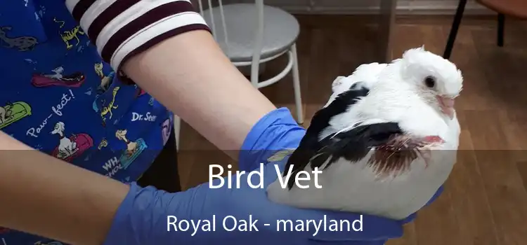 Bird Vet Royal Oak - maryland