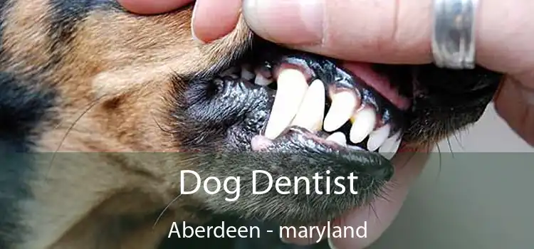 Dog Dentist Aberdeen - maryland