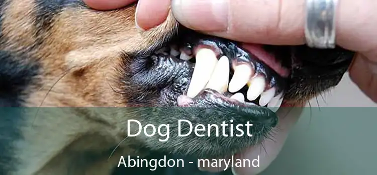 Dog Dentist Abingdon - maryland