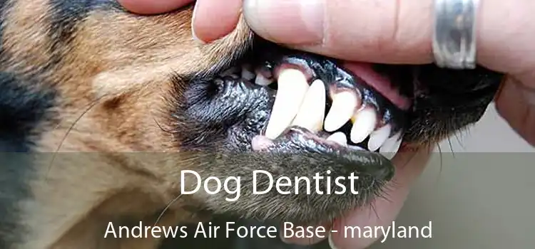 Dog Dentist Andrews Air Force Base - maryland