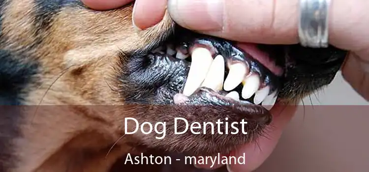 Dog Dentist Ashton - maryland