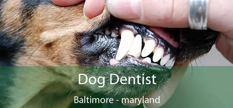 Dog Dentist Baltimore - maryland