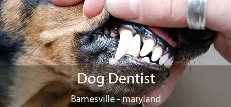 Dog Dentist Barnesville - maryland