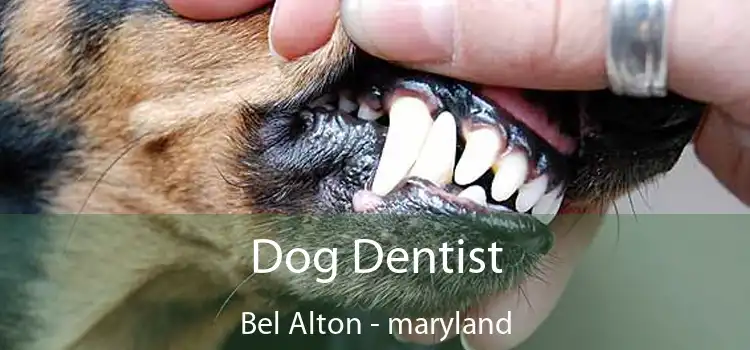 Dog Dentist Bel Alton - maryland