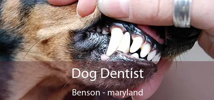 Dog Dentist Benson - maryland