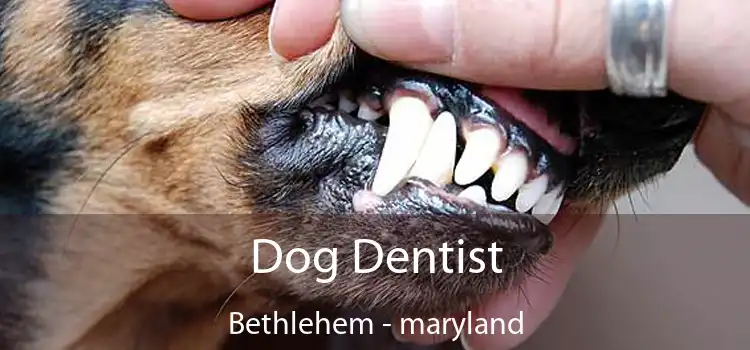 Dog Dentist Bethlehem - maryland