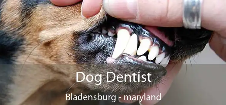 Dog Dentist Bladensburg - maryland