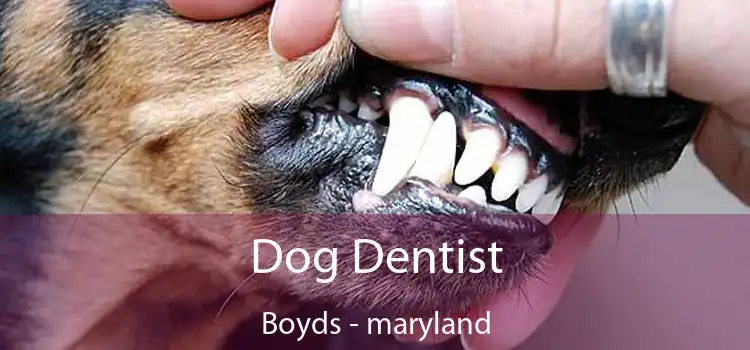 Dog Dentist Boyds - maryland