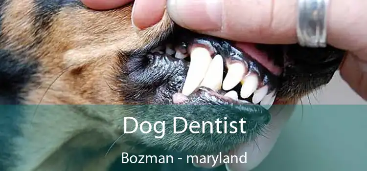 Dog Dentist Bozman - maryland