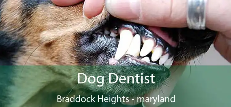 Dog Dentist Braddock Heights - maryland