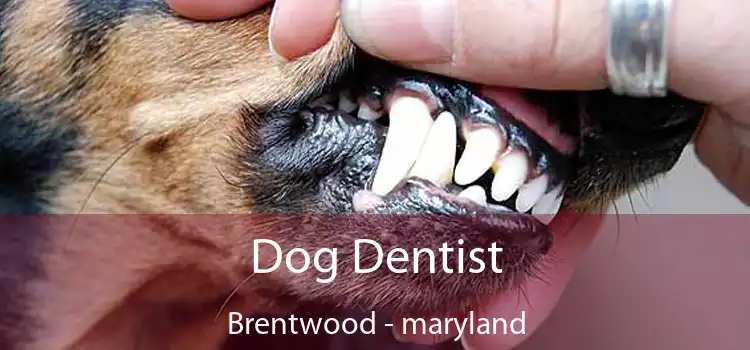 Dog Dentist Brentwood - maryland