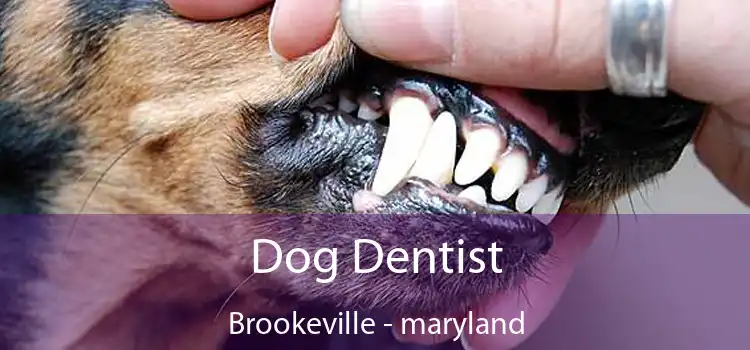 Dog Dentist Brookeville - maryland