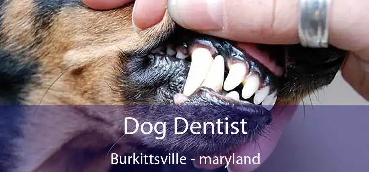 Dog Dentist Burkittsville - maryland