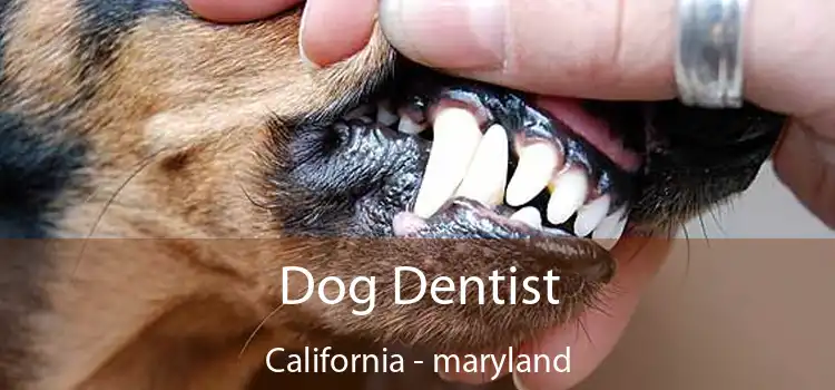 Dog Dentist California - maryland