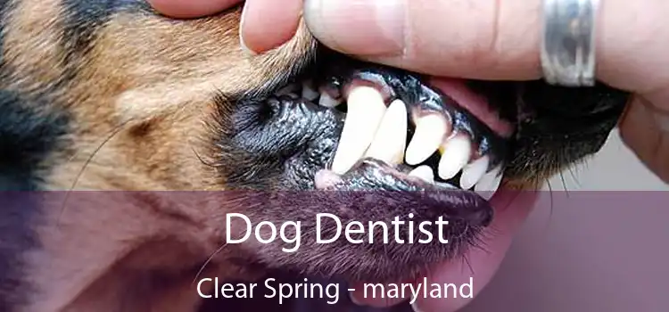 Dog Dentist Clear Spring - maryland