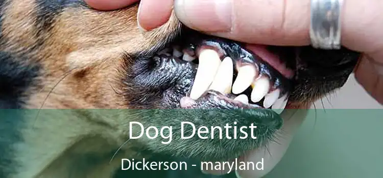 Dog Dentist Dickerson - maryland