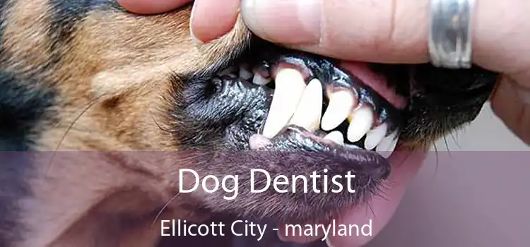 Dog Dentist Ellicott City - maryland