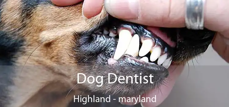 Dog Dentist Highland - maryland